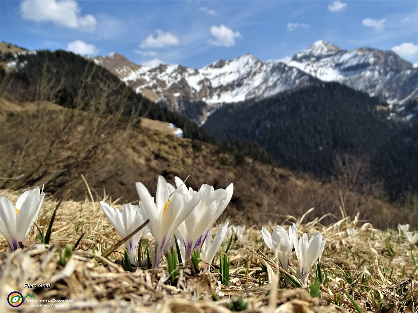 11 Fioriscono i  crocus (Zafferano maggiore - Crocus vernus) .JPG